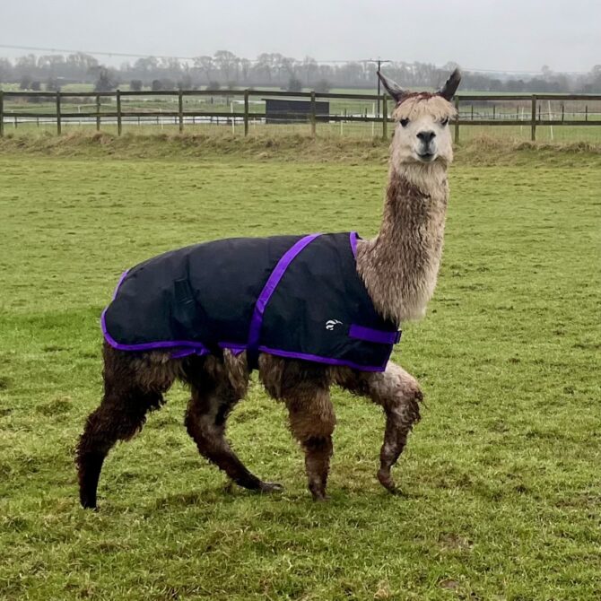Alpaca and Cria Coats - Image 2